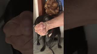 Simple Trick to Calm You Aggressive Dog in Minutes dogwhisperer shorts dog cesarmillan [upl. by Neram]