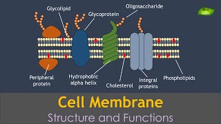 Plasma membrane  Animation  Structure and Function  Notes  Basic Science Series [upl. by Harmonia]