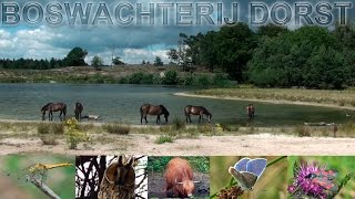 De Boswachterij Dorst HD video [upl. by Yrreg]