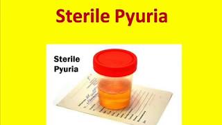 Sterile Pyuria  Sterile Pyuria Causes [upl. by Sissie]