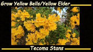 Grow Yellow Elder  Yellow Bells  Esperanza Plant from Seed Tecoma stans [upl. by Hakceber]