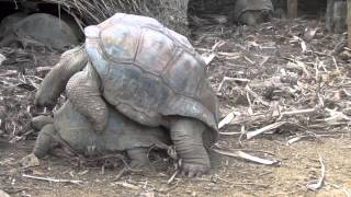 Schildkröte Paarung Mauritius 2012 Tierpark Afrika Landschildkröte Turtle [upl. by Ashelman]