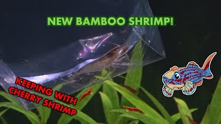 Adding BAMBOO SHRIMP to CHERRY SHRIMP COLONY [upl. by Etnahsal397]