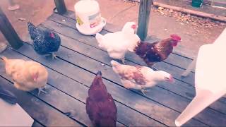 THE 🐓 ROOSTER 🐓 SONG 💓 [upl. by Rhoads465]