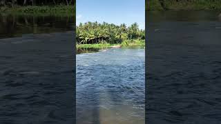 pollachi riverside riversounds travel tourism naturelovers trending shorts [upl. by Guise257]