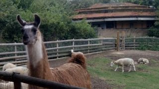 Mudchute City Farm London Docklands 2012 [upl. by Av]