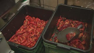 Crawfish season Why prices are up this year how to eat them [upl. by Auginahs]