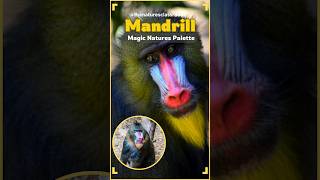 Mandrill Magic Natures Palette shorts [upl. by Selym]