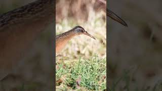 A rotund bird that can compress its body virginiarail birdwatching [upl. by Sutton965]