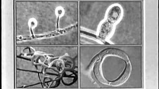 Nematophagous fungi part 1 [upl. by Niak]