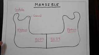 Mandible bone 1 How to make it  TCML [upl. by Ocramed]