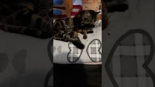 Die Katzen Hydra ist wieder da katzentanzen cat katzen katzenliebe [upl. by Derag]