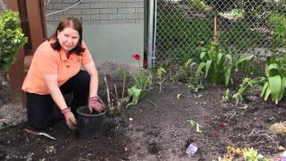 How to Save Your Tulip Bulbs When Taking Them Up  Grow Guru [upl. by Webber]