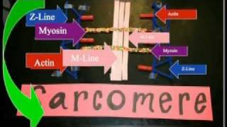 Sarcomere Projectmov [upl. by Atiluj73]