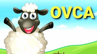 OVCA BE BE🐑DOMACE ZIVOTINJE bebeovco ovcasone ovcacrtani ovcakazebee [upl. by Christabella]