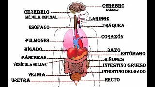 Anatomía normal y función del corazón [upl. by Guinna]