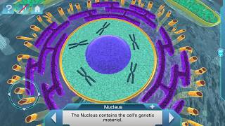 Célula eucariota en 3D para Android e iOS [upl. by Pufahl]