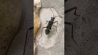 It is a fourlegged wild insect viral my short ytshortsand pk miniama zone amazonfishing [upl. by Levram]