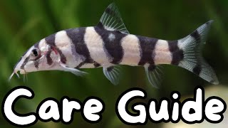 Golden Zebra Loach Care Guide [upl. by Buff]