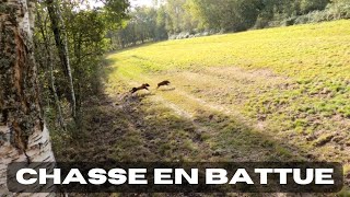 Chasse en battue ouverture 20232024 multiples tirs de chevreuilssangliers [upl. by Lamaaj]