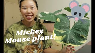 HOW TO CARE FOR XANTHOSOMA  MICKEY MOUSE PLANT [upl. by Kazimir]