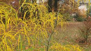 Rhamnus frangula Asplenifolia krušina olšová [upl. by Atilek]