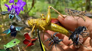 Hunting Insects From Forest to Backyard grasshoppers wasps beesdragonflies [upl. by Annad]