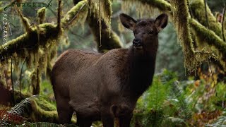 Roosevelt Elk  Pacific Northwest [upl. by Zoe]