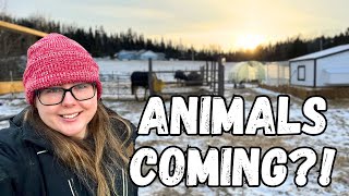 Are We Getting More Farm Animals  VLOG [upl. by Tamanaha351]