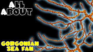 All About The Gorgonian Sea Fan or Yellow Finger Gorgonian Sea Fan [upl. by Galvin]