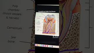 Regrow Your Teeth with Frequencies Sound Tuning Biohacking [upl. by Ateiluj]