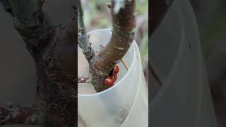 In the bleak mid winter a hibernating cluster of 7spot Ladybirds 🐞 [upl. by Einahpts761]