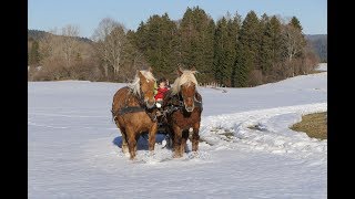 LàHaut  Découvrir les paysages du HautDoubs au rythme des chevaux comtois [upl. by Riatsila499]