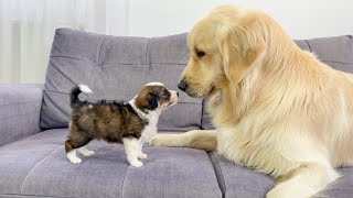 Golden Retriever Meets Tiny Puppy for the First Time [upl. by Tarazi]