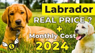 Labrador Dog Price in India 2024  Labrador Price and Monthly Expenses [upl. by Zackariah]