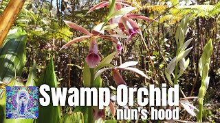 Swamp Orchid  Nuns Hood  Phaius Tankervilleae [upl. by Erdreid381]