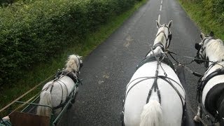 Carriage driving in company  training a pair of horses and a shetland [upl. by Nodlehs]