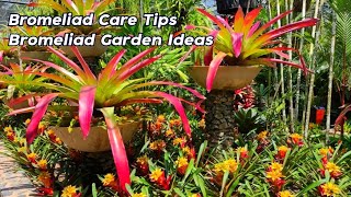 Amazing Beautiful Bromeliad Care Tips For Beginners l Bromeliads Garden Ideas [upl. by Gilson839]