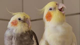 best cockatiel singing 1 hour cockatiel singing sound natural of cockatiel bird song cockatiel [upl. by Ragnar]