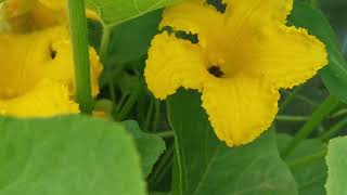 Et si les abeilles étaient de retour dans nos potagers de ville [upl. by Tezzil]