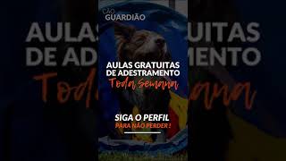 A maneira CORRETA de corrigir o cachorro 🤚 adestramentopositivo caoguardiao treinamentodecaes [upl. by Antoni]