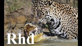 Jaguar vs caiman rainforest pantanal in Brazil Nature 2018 HD Documentary 1 [upl. by Valina]