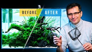 Fixing a CLADOPHORA ALGAE Infested Aquarium [upl. by Selwyn]