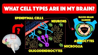 Types of glial cells [upl. by Yirinec864]