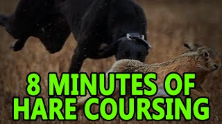 Hare Coursing 8minutes  Working Lurcher [upl. by Laspisa]