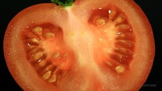 Tomato TimeLapse Mold [upl. by Etireugram]