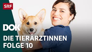 Junge Tierärztinnen und ihr Knochenjob – Die Bewährungsprobe  Folge 10  Doku  SRF Dok [upl. by Oletha611]