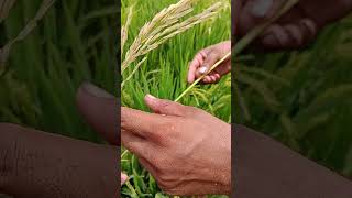 Stem borer attack in Rice and its management Cyber Agri Extension دھان۔تنے کی سنڈی کا حملہ [upl. by Elma]