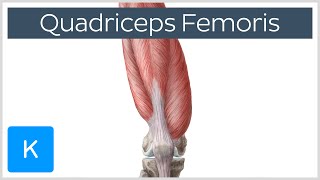 Quadriceps Femoris Muscle  Origin Insertion and Function  Human Anatomy  Kenhub [upl. by Airual]