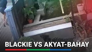 HULI SA CCTV Akyatbahay tinaboy ng aso  ABSCBN News [upl. by Kcire]